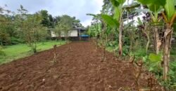 Dijual tanah kebun jambu biji luasan kecil berada di kecamatan baturiti tabanan