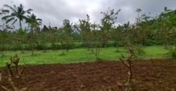 Dijual tanah kebun jambu biji luasan kecil berada di kecamatan baturiti tabanan