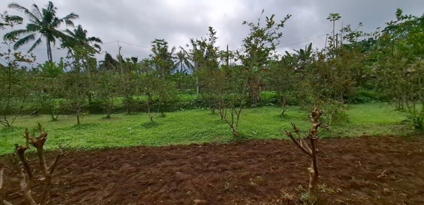 Dijual tanah kebun jambu biji luasan kecil berada di kecamatan baturiti tabanan