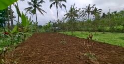 Dijual tanah kebun jambu biji luasan kecil berada di kecamatan baturiti tabanan