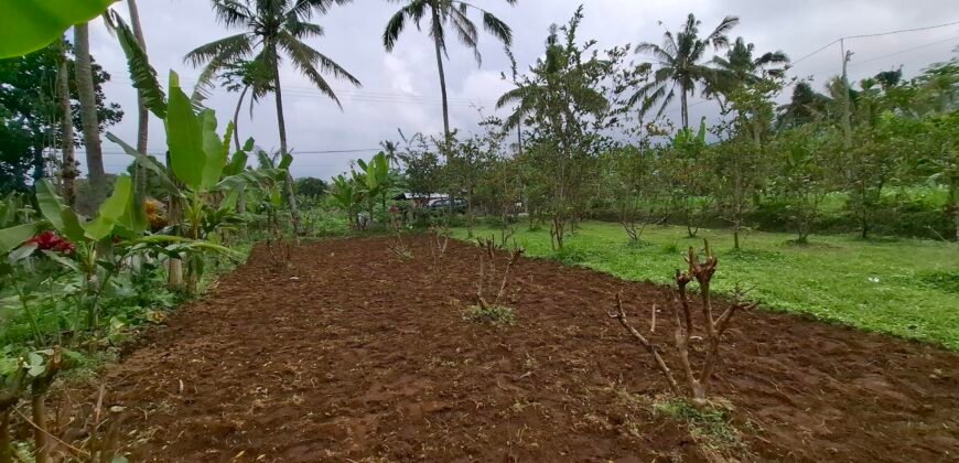 Dijual tanah kebun jambu biji luasan kecil berada di kecamatan baturiti tabanan