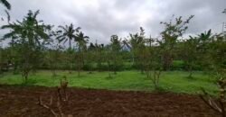 Dijual tanah kebun jambu biji luasan kecil berada di kecamatan baturiti tabanan