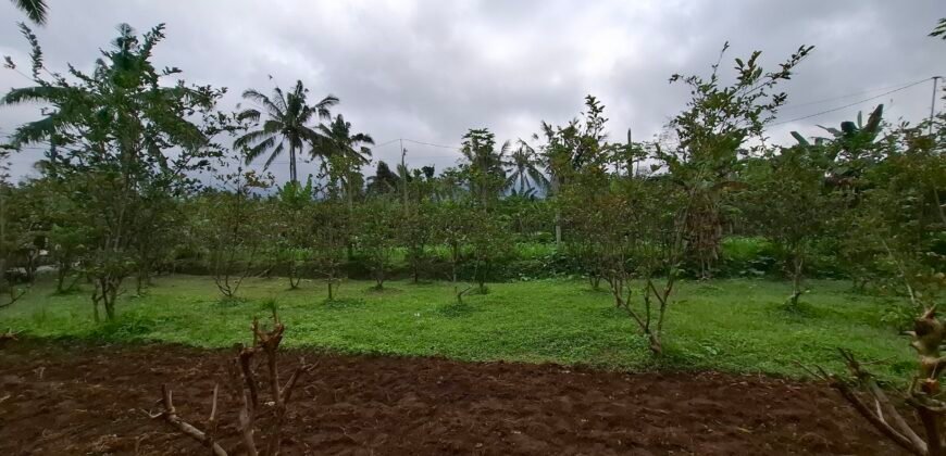 Dijual tanah kebun jambu biji luasan kecil berada di kecamatan baturiti tabanan