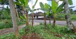 Dijual tanah kebun jambu biji luasan kecil berada di kecamatan baturiti tabanan
