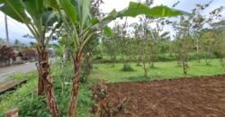 Dijual tanah kebun jambu biji luasan kecil berada di kecamatan baturiti tabanan
