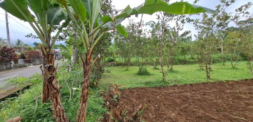 Dijual tanah kebun jambu biji luasan kecil berada di kecamatan baturiti tabanan