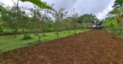 Dijual tanah kebun jambu biji luasan kecil berada di kecamatan baturiti tabanan