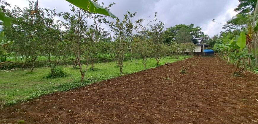 Dijual tanah kebun jambu biji luasan kecil berada di kecamatan baturiti tabanan