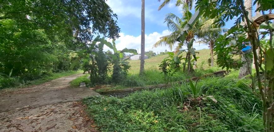 Dijual tanah kebun view sawah dekat pantai pariwista di selemadeg tabanan
