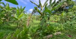 Dijual tanah kebun view sawah dekat pantai pariwista di selemadeg tabanan