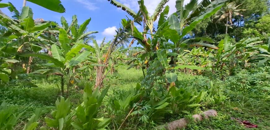 Dijual tanah kebun view sawah dekat pantai pariwista di selemadeg tabanan