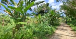Dijual tanah kebun view sawah dekat pantai pariwista di selemadeg tabanan