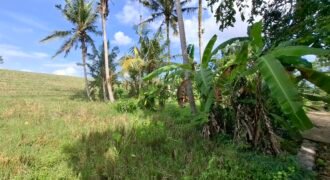 Dijual tanah kebun view sawah dekat pantai pariwista di selemadeg tabanan