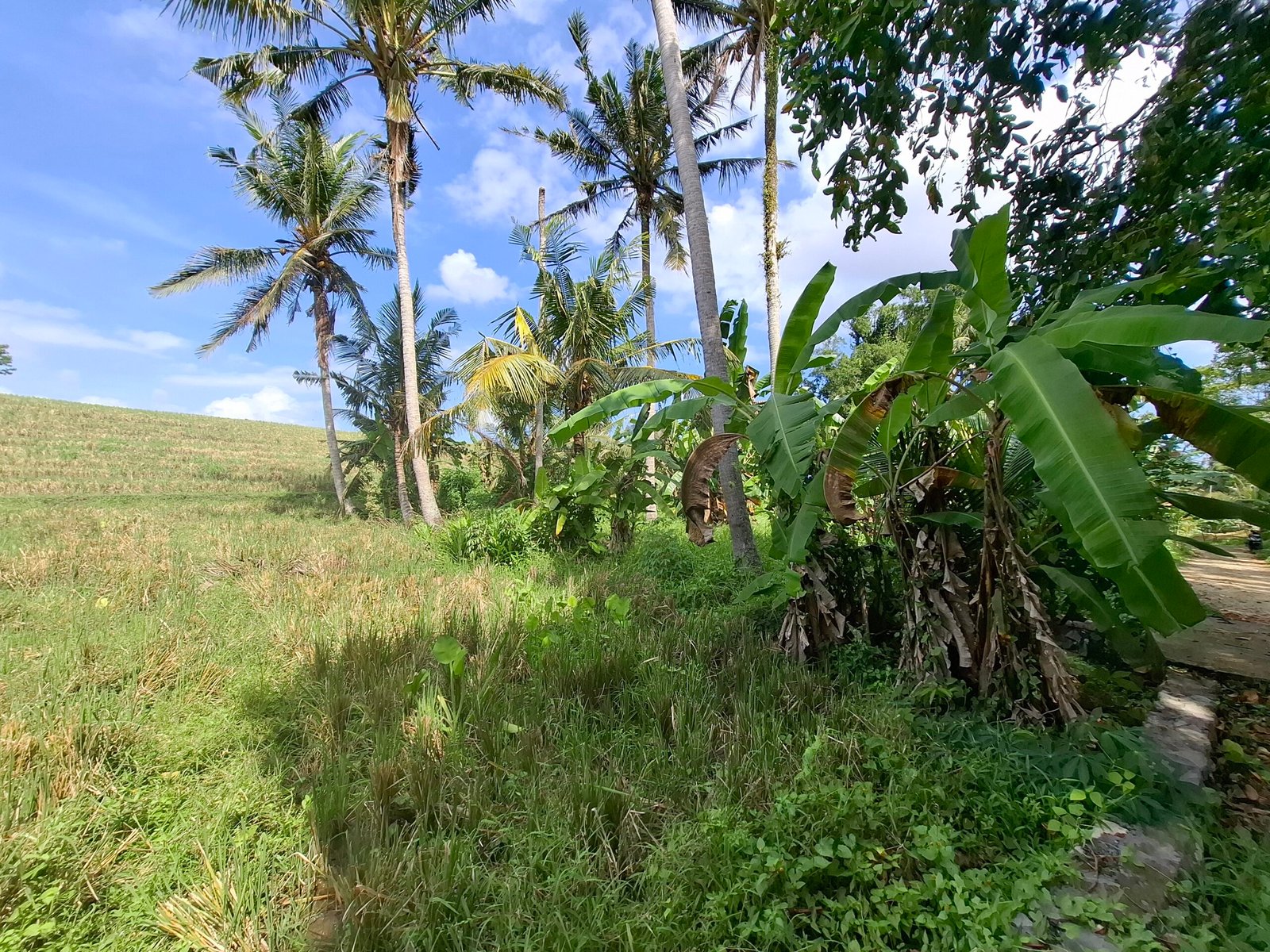 Dijual tanah kebun view sawah dekat pantai pariwista di selemadeg tabanan