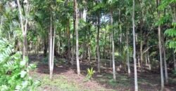 Dijual tanah kebun los sungai dan view sawah