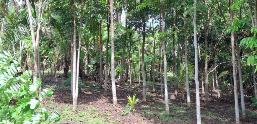 Dijual tanah kebun los sungai dan view sawah