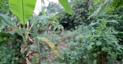Dijual tanah kebun 500m² zona kuning dekat pantai