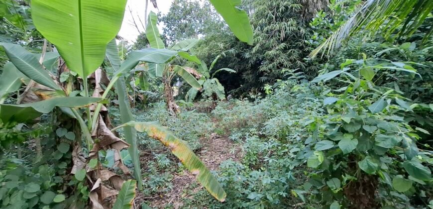 Dijual tanah kebun 500m² zona kuning dekat pantai