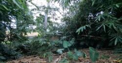 Dijual tanah kebun 500m² zona kuning dekat pantai