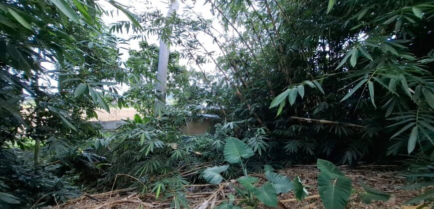 Dijual tanah kebun 500m² zona kuning dekat pantai