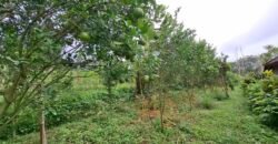 Dijual tanah kebun ketinggian