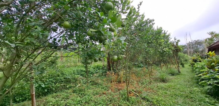 Dijual tanah kebun ketinggian