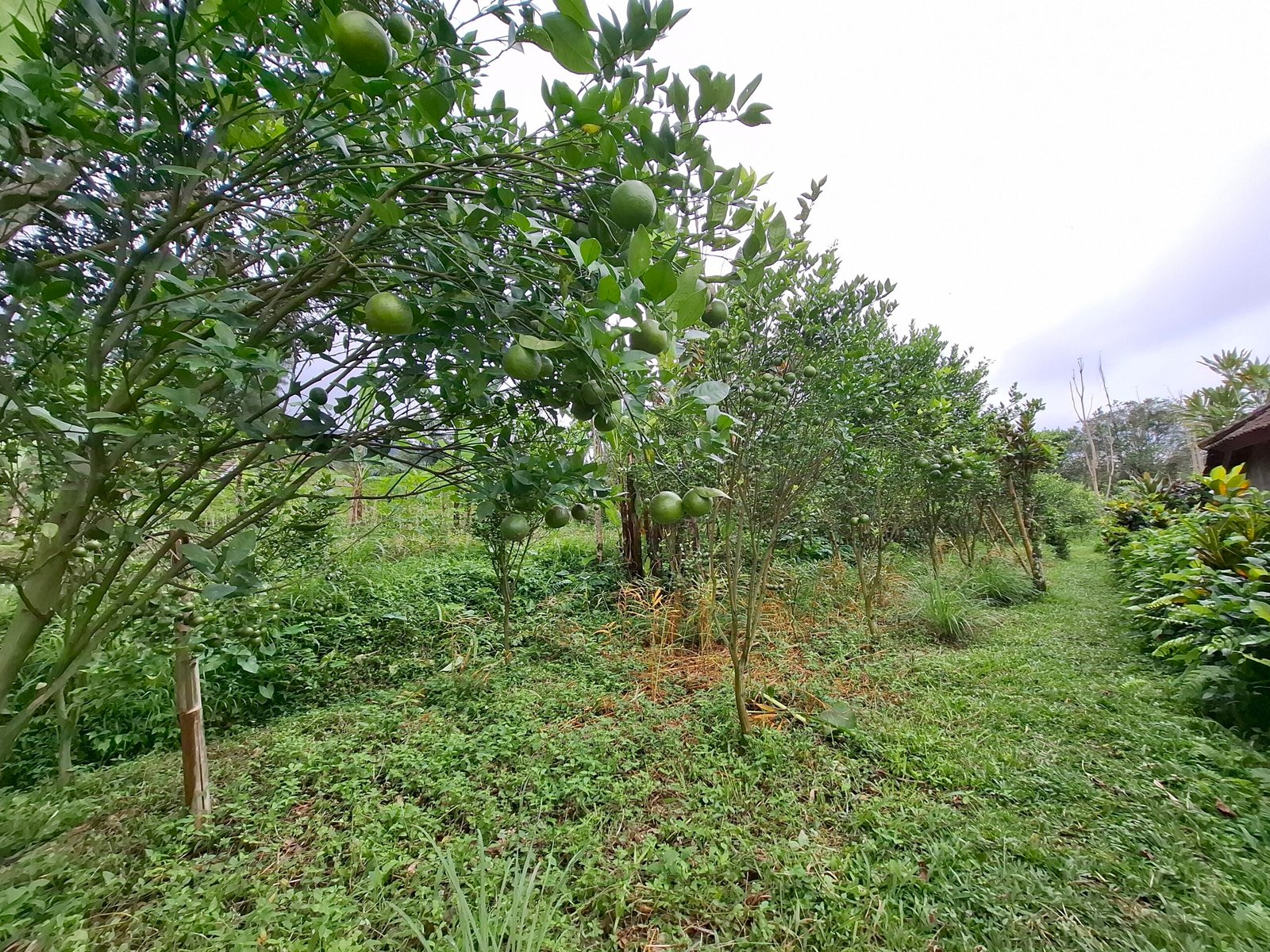 Dijual tanah kebun ketinggian