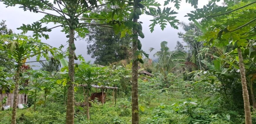 Dijual tanah kebun ketinggian