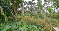 Dijual tanah kebun ketinggian