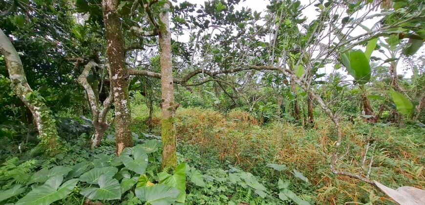 Dijual tanah kebun ketinggian