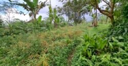 Dijual tanah kebun ketinggian