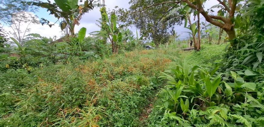 Dijual tanah kebun ketinggian