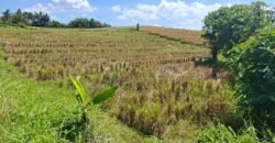 Dijual tanah 500m² zona pink dekat pantai