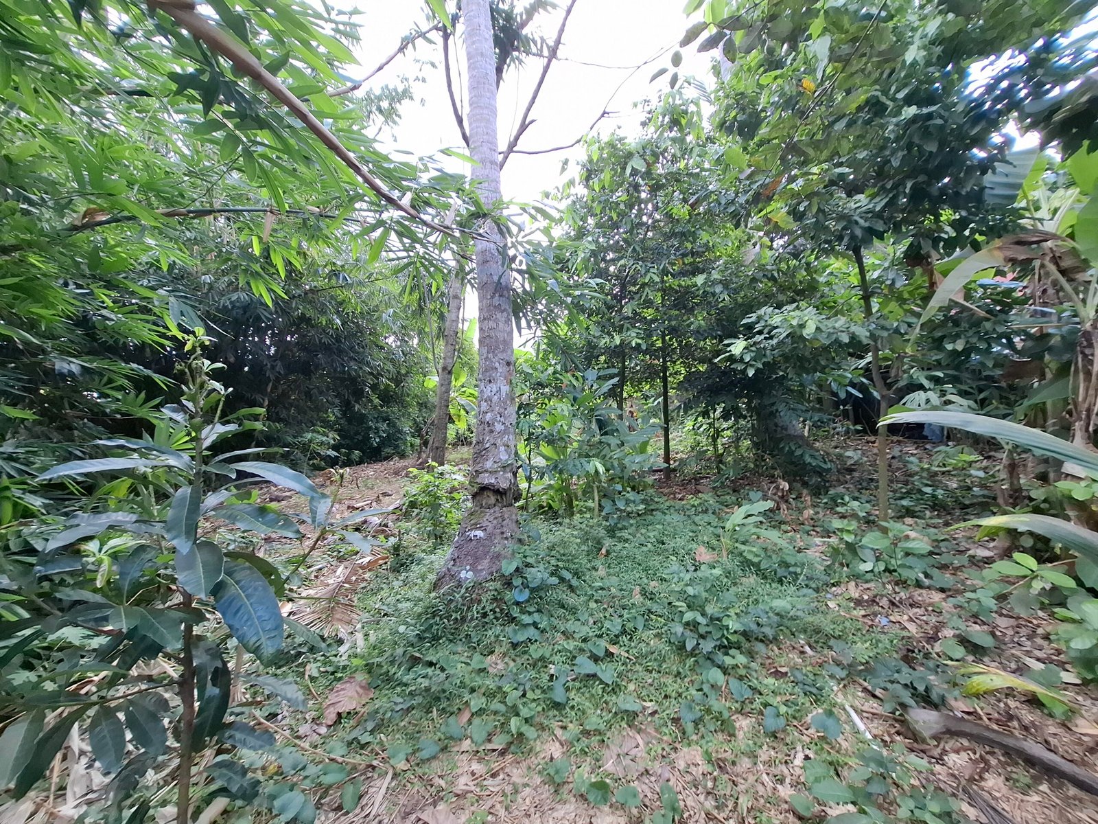 Dijual tanah kebun 500m² zona kuning dekat pantai