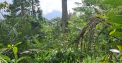 Dijual tanah kebun los sungai view gunung dan sawah
