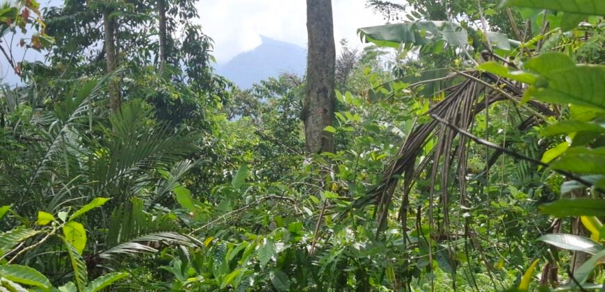 Dijual tanah kebun los sungai view gunung dan sawah