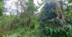 Dijual tanah kebun los sungai view gunung dan sawah