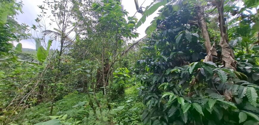Dijual tanah kebun los sungai view gunung dan sawah