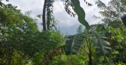 Dijual tanah kebun los sungai view gunung dan sawah