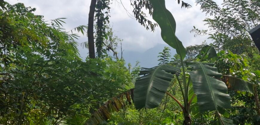 Dijual tanah kebun los sungai view gunung dan sawah