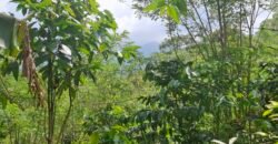Dijual tanah kebun los sungai view gunung dan sawah