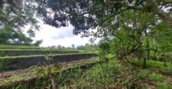 Dijual tanah los sungai dan view sawah dekat dengan kawasan wisata pantai
