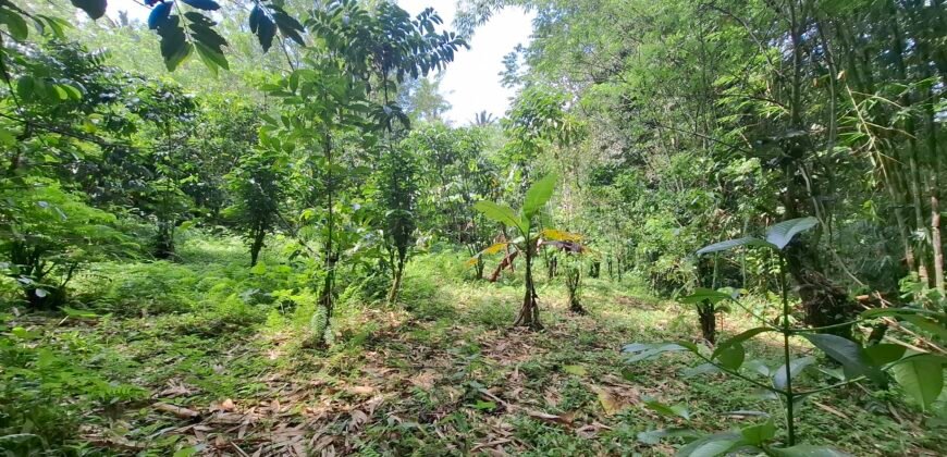 Dijual tanah kebun los sungai view gunung dan sawah