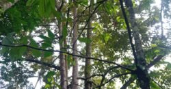 Dijual kebun murah los sungai di tabanan
