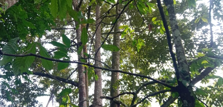Dijual kebun murah los sungai di tabanan