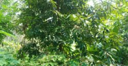 Dijual kebun murah los sungai di tabanan