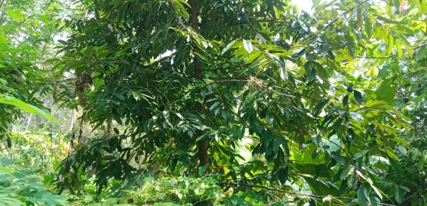 Dijual kebun murah los sungai di tabanan