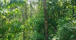 Dijual kebun murah los sungai di tabanan