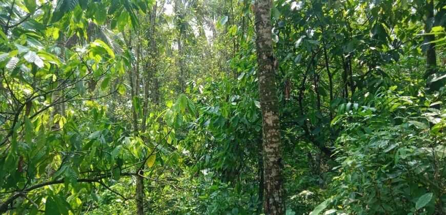 Dijual kebun murah los sungai di tabanan