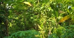 Dijual tanah 695m² view laut dan sawah dekat pantai